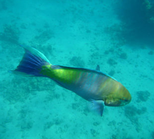 Parrotfish