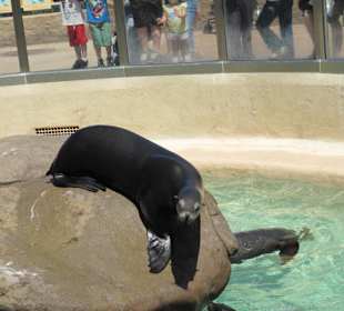 Robbenfüttern ist hier möglich