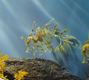 Monterey Bay Aquarium