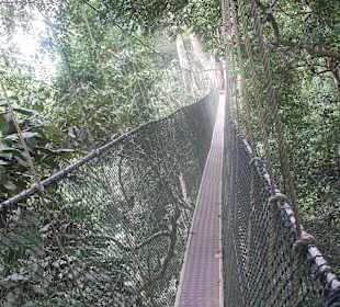 Canopy-Walkway