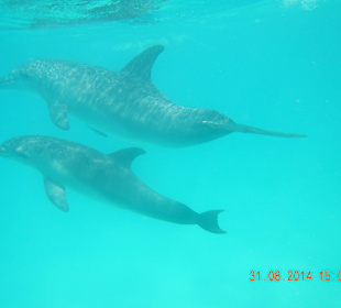 Ausflug mit Mohamed-Dream Life