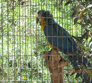 Papagei im kleinen Zoo in Jandia