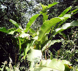 Nationalpaek Cerro El Copey