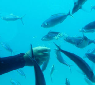 Fütterung der Fische