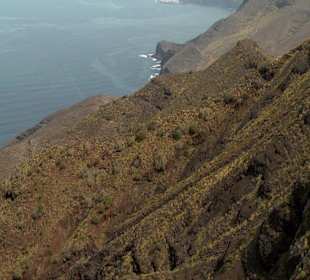 Roślinność Gór Gran Canaria