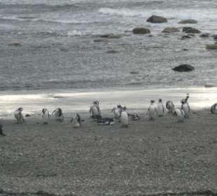 Пингвинарий.