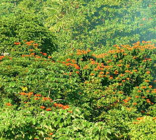 Aussichtspunkt bei Ocho Rios/Jamaika