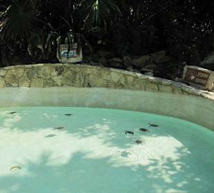 Xcaret