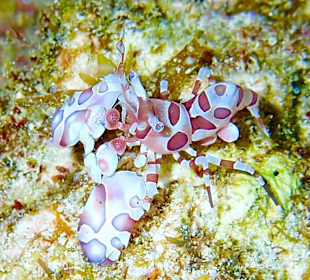 Harlekingarnele Hausriff Bituon Beach 