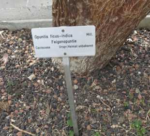 Alter Botanischer Garten