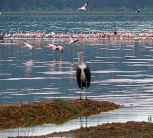 Die Vogelwelt am Lake Nakuru