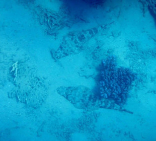 Meeresbewohner vom Riff Hotel Iberotel Coraya Beach