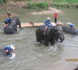 Elefantenbad in Elefantenschule