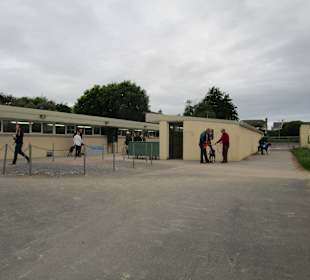 Windhundrennen Tralee