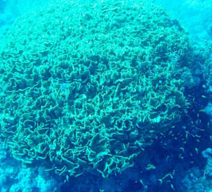 Die besagte Salatkoralle