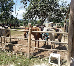 Pferdereiten beim Monstertruck Ausflug