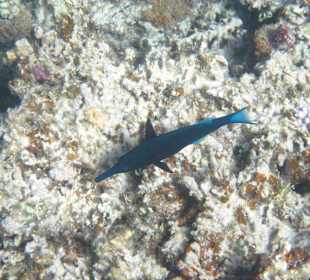 Veranda Palmar Schnorcheln