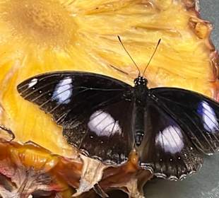 Butterfly Garden Changi