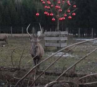 Adventmarkt auf Gut Aiderbichl 2016