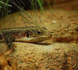 Serpentarium Blankenberge