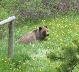 Grizzly am Moose Meadow