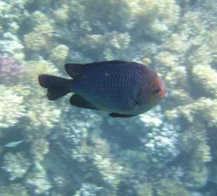 Schnorcheln Makadi Bay