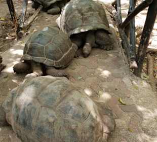 Schildkröten Prison Island