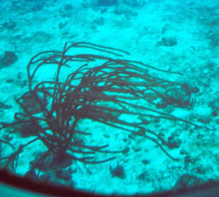 fremde Unterwasserwelt