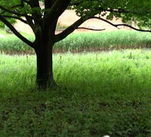 Baumlehrpfad Glacis Park