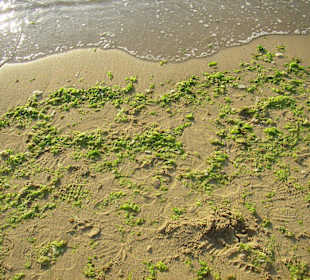 Algen am Strand