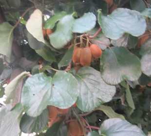 Peglio, Kiwiplantage