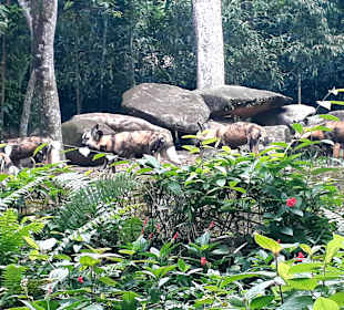 Singapur Zoo
