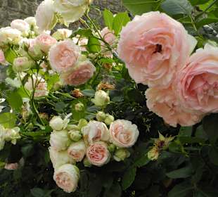 Rosen im öffentl. Park in Este