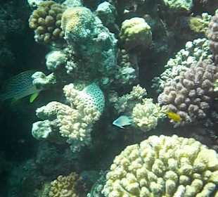 Hausriff Arabella Azur Beach