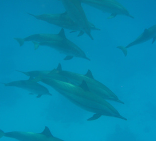 Delfine bei Shaab Marsa Alam (Gota)