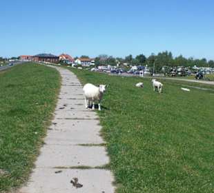 Deichwanderung Fedderwardersiel - Burhave