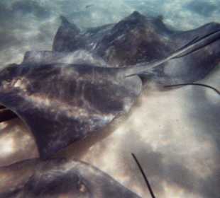 Stachelrochen in Grand Cayman