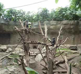 Gorillas