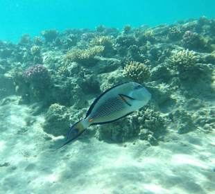 Hausriff - iPhone 5 im DiCAPac Plastik Case