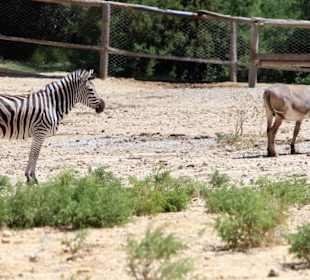 Zebra und Esel