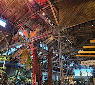 Palmen in der Halle