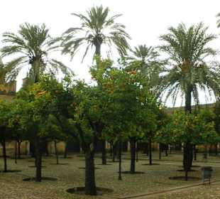 El patio de los naranjos