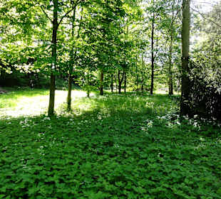 Spaziergang durch den Forstbotanischen Garten