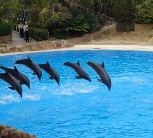 Delfin Show