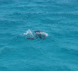 Ausflug zum "Dolphin House"