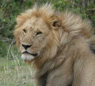 Safari in der Masai Mara