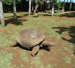 La Vanille Crocodile Park