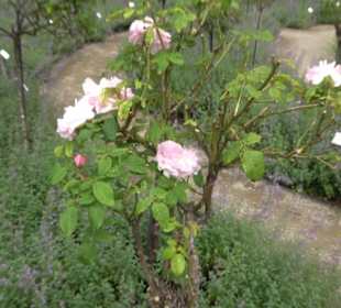 Rosengarten auf der Roseninsel