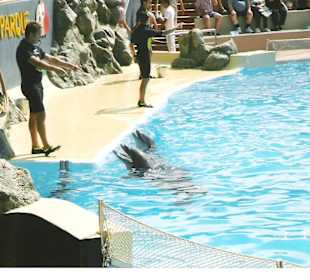Loro parque