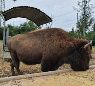 Hochwildschutzpark Rheinböllen